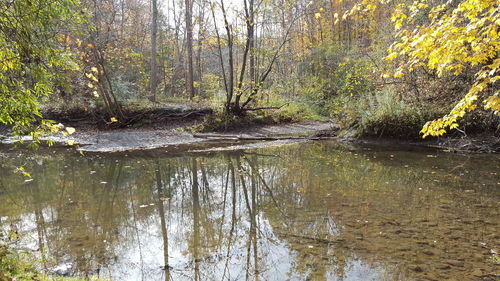 Scenic view of lake in forest