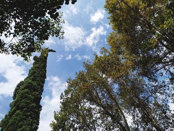 Low angle view of trees against sky