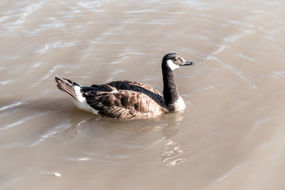 Canada goose duck swimming floating in lake pond eating food. 