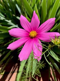 Close-up of pink flowering plant