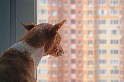 Close-up of a dog looking through window