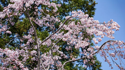 Low angle view of cherry blossoms against sky