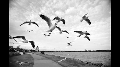 Seagulls flying over sea