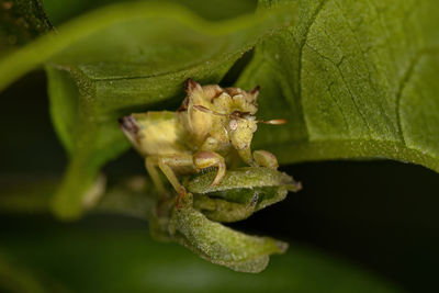 Close-up of insect on leaf