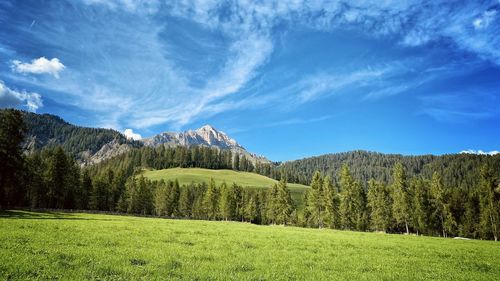 Scenic view of pine trees on field against sky