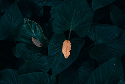 High angle view of leaves on field