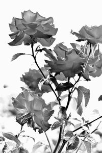 Low angle view of flowers against sky