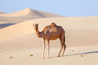 Middle eastern camel in a desert in united arab emirates