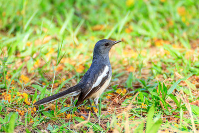 Close-up of bird perching on a land