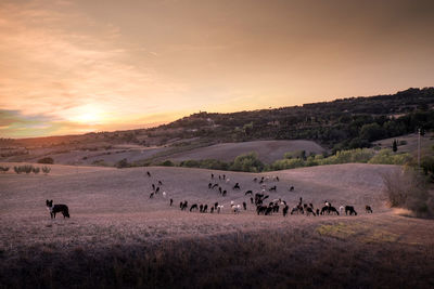 Flock of sheep grazing on landscape against sky