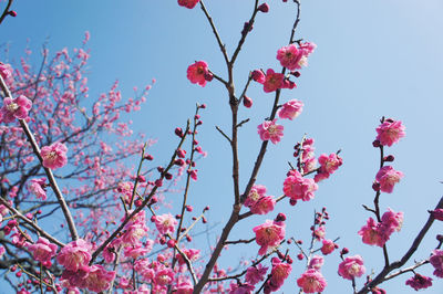 Low angle view of pink flowers blooming on tree