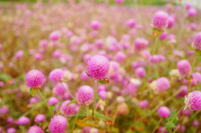 Close-up of pink flowering plants on field