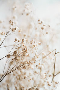 Close-up of white flowering plants on field