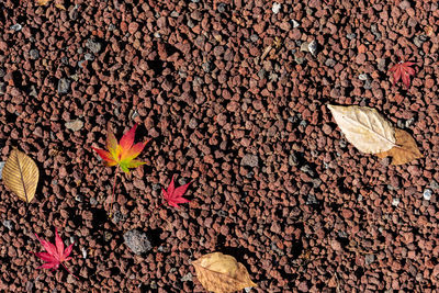 Autumn fallen red maple leaves on the ground. close-up, top view from above. fall seasonal concept 