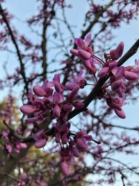 Low angle view of pink magnolia blossoms in spring