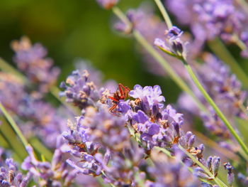 Close-up of purple flowering plant