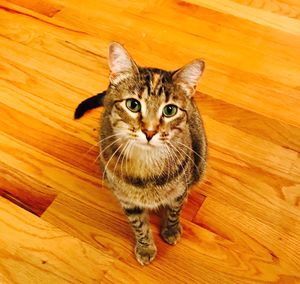 High angle view portrait of ginger cat on hardwood floor