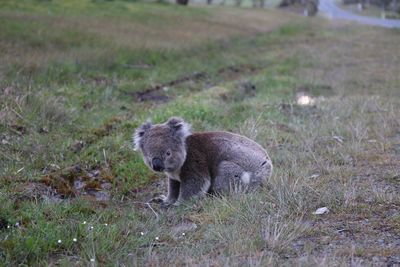 Side view of sheep on field