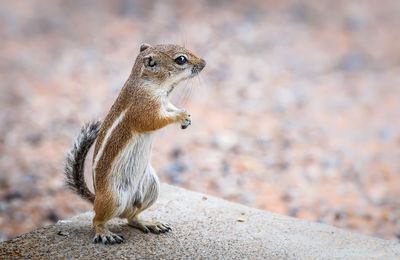 Close-up of squirrel looking away on rock