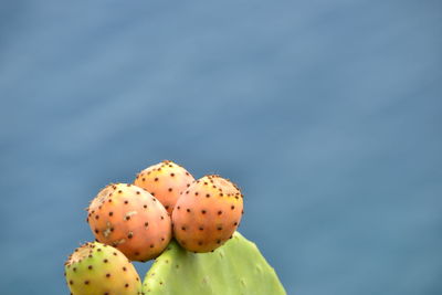 Close-up of prickly pear cactus flower