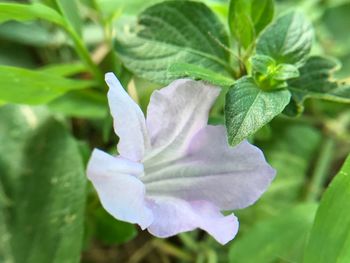 Close-up of purple flowering plant