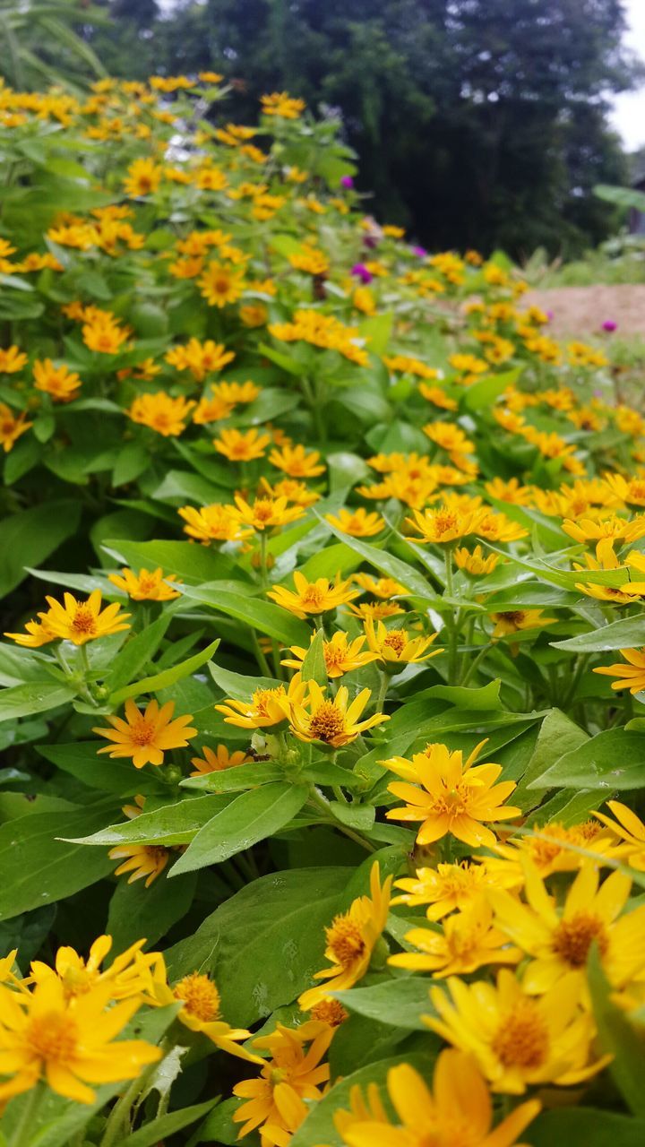 flower, yellow, freshness, fragility, petal, growth, beauty in nature, blooming, flower head, nature, abundance, in bloom, plant, field, blossom, springtime, park - man made space, botany, focus on foreground, day