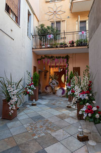 Potted plants outside house