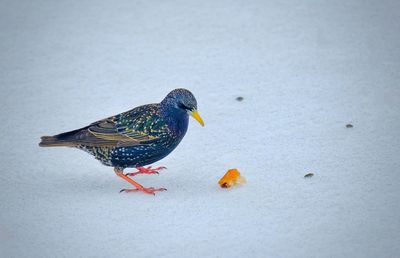 Close-up of bird perching on snow