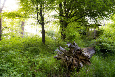 Trees in forest