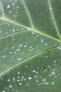 Full frame shot of water drops on leaf