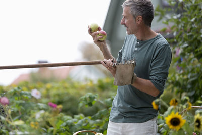 Mature man picking apples, stockholm, sweden