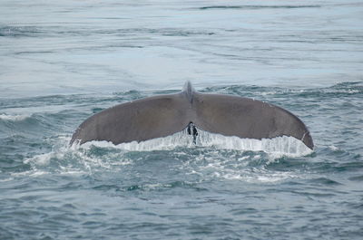 View of swimming in sea