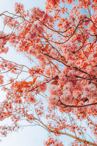 Low angle view of cherry blossom tree