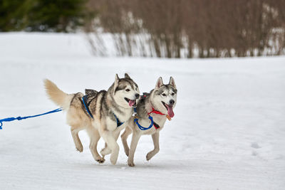 Running husky dog on sled dog racing. winter dog sport sled team competition. husky dog in harness