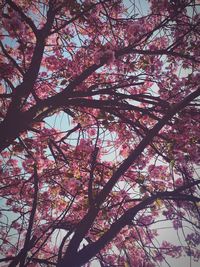 Low angle view of cherry blossom tree