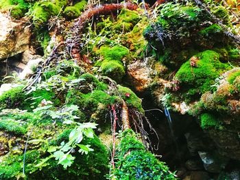 High angle view of plants growing on rock
