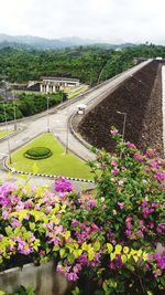 High angle view of pink flowering plants by road
