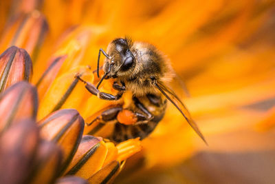 Close-up of insect on yellow flower