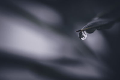Close-up of feather