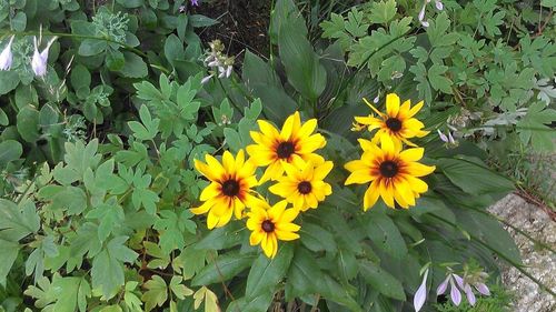 Yellow flowers blooming outdoors