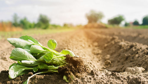 Cabbage seedlings ready for planting in the field. farming, agriculture, vegetables, agroindustry.