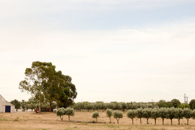 Trees on field against sky