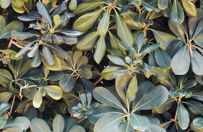 High angle view of plants