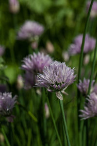 Close-up of purple flowering plant on field