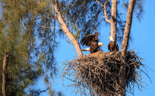 Low angle view of bird nest on tree against sky