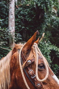 Close-up of horse in ranch