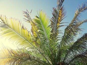 Low angle view of palm tree against sky