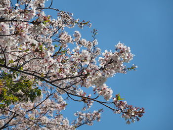 Low angle view of cherry blossoms against sky