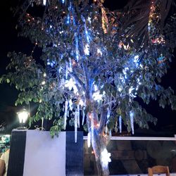 Illuminated christmas tree at night