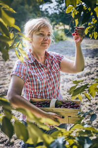 Woman picking cherries in orchard. gardener working in garden. farmer holding basket with fruits